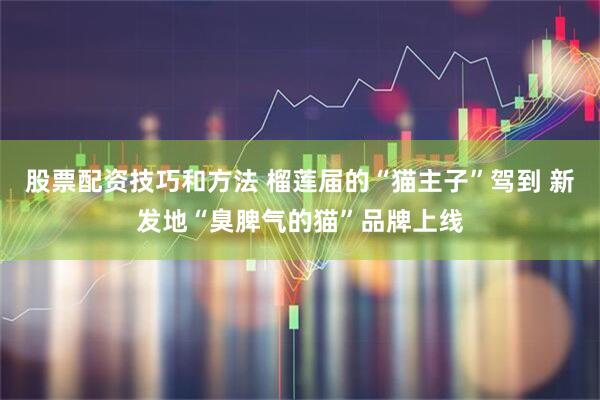 股票配资技巧和方法 榴莲届的“猫主子”驾到 新发地“臭脾气的猫”品牌上线